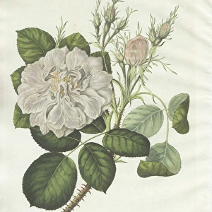 White Damask rose, Rosa Damascena flor alba