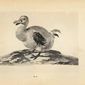 White dodo II by Pieter Holsteyn, female, 1638