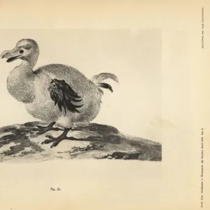 White dodo II by Pieter Holsteyn, female, 1638