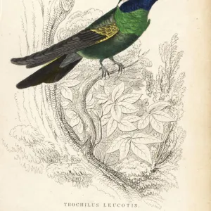 White-eared hummingbird, Hylocharis leucotis