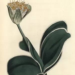 White-flowered haemanthus, Haemanthus albiflos