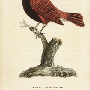 White headed munia (Malacca grosbeak), Lonchura maja