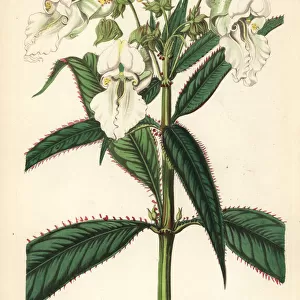 White Himalayan balsam, Impatiens glandulifera candida