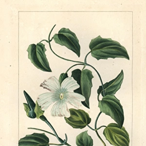White lady, Thunbergia fragrans, native to Australia