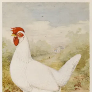 White Leghorn Pullet