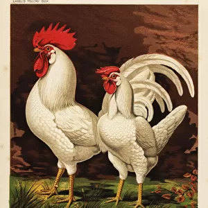 White leghorns or Livorno cock and hen