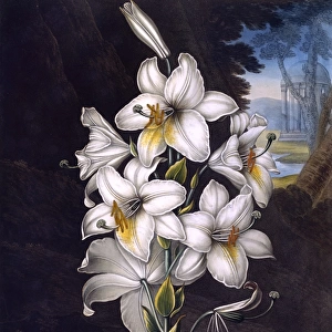 The White Lily with variegated leaves