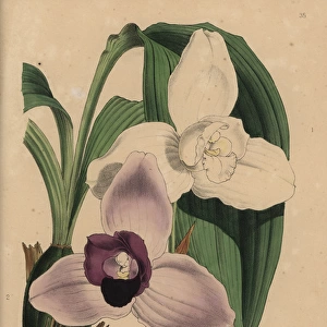 White Lycaste skinneri alba orchid or Monja