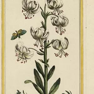 White martagon lily, Lilium martagon album