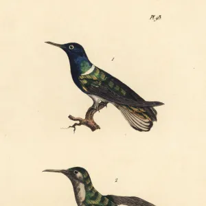 White-necked jacobin and grey-breasted sabrewing