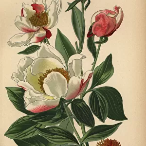 White peony, Paeonia lactiflora