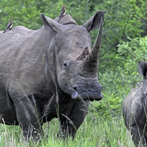 White Rhinoceros / Square-lipped Rhino - mother