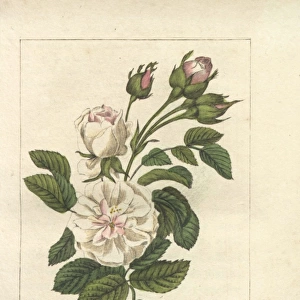 White rose, Rosa alba