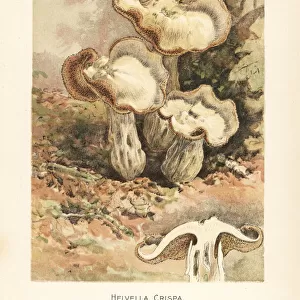 White saddle or elfin saddle mushroom, Helvella crispa