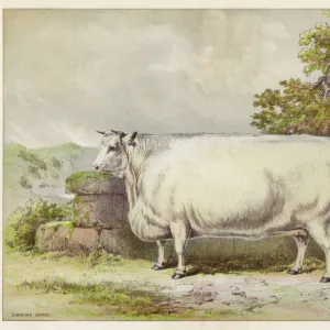 White shorthorn heifer exhibited at Smithfield