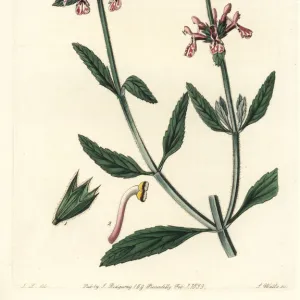 White-stemmed stachys, Stachys albicaulis