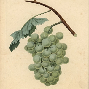 White sweet water grape, Vitis vinifera