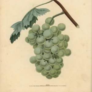 White sweet water grape, Vitis vinifera