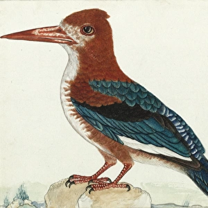 White-throated kingfisher, Halcyon smymensis