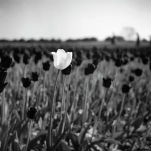 A white tulip amongst black tulips