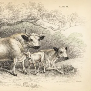 White urus, or Hamilton breed of wild cattle