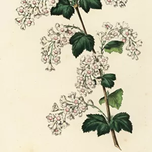 White variety of redcurrant, Ribes sanguineum albidum