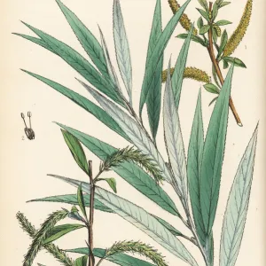 White willow or golden willow, Salix alba