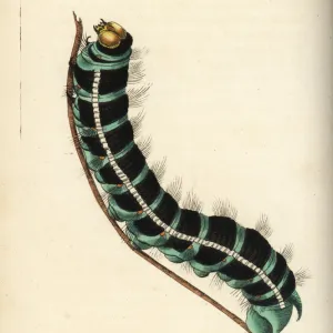 White witch moth caterpillar, Thysania agrippina