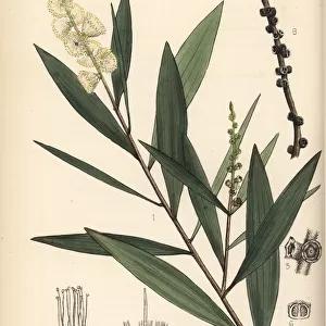 White wood, white samet or cajuput, Melaleuca cajuputi