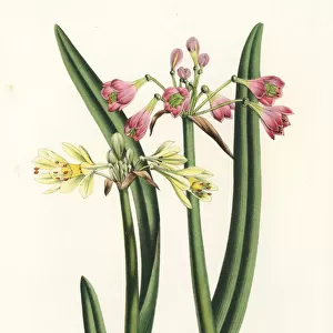 Wilcannia lilies, Calostemma purpureum and Calostemma luteum