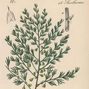 Wild asparagus, Asparagus acutifolius