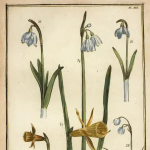 Wild daffodil and snowdrops