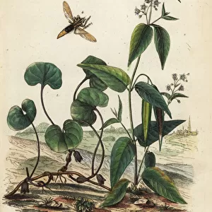 Wild ginger, milkweed, and insects