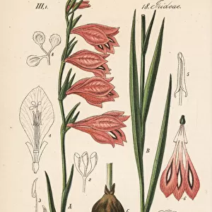 Wild gladiolus, Gladiolus illyricus