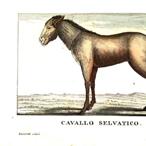 Wild horse of Siberia, or Yakutian horse