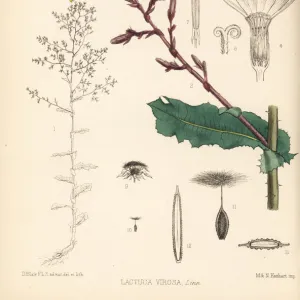 Wild lettuce, Lactuca virosa