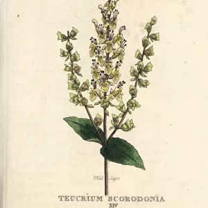 Wild sage, Teucrium scorodonia