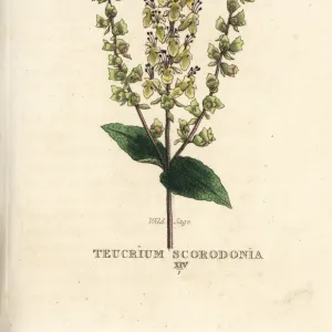 Wild sage, Teucrium scorodonia