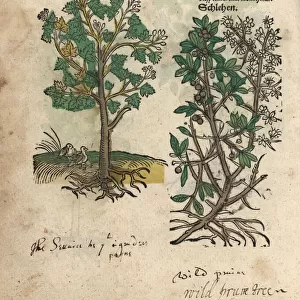 Wild service tree, Sorbus torminalis