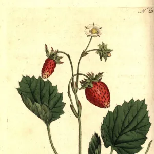 Wild strawberry, Fragaria vesca