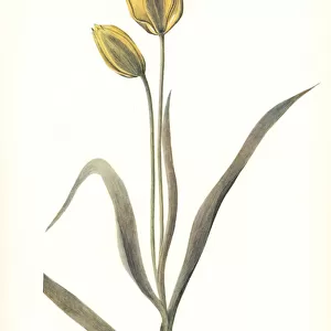 Wild tulip, Tulipa sylvestris, from Persia