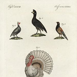 Wild turkey, bastard pheasant, helmeted guineafowl