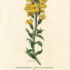 Wild wallflower, Matthiola fruticulosa