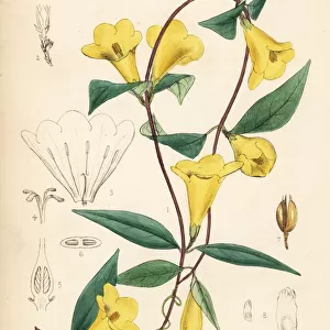 Wild yellow jessamine or false jasmine, Gelsemium
