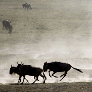 Wildebeests - On migration