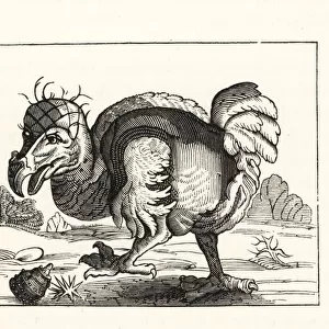 Willem Bontekoes illustration of the dodo