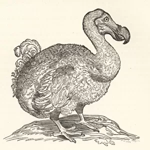 Willem Pisos illustration of the dodo, 1658