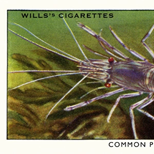 Wills cigarette card - Common Prawn