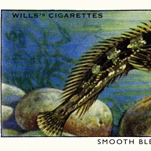 Wills cigarette card - Smooth Blenny