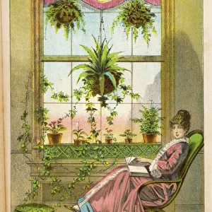 Window Gardening